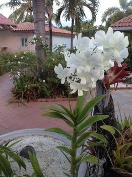 Grand Bahia Ocean View * Cabo Rojo