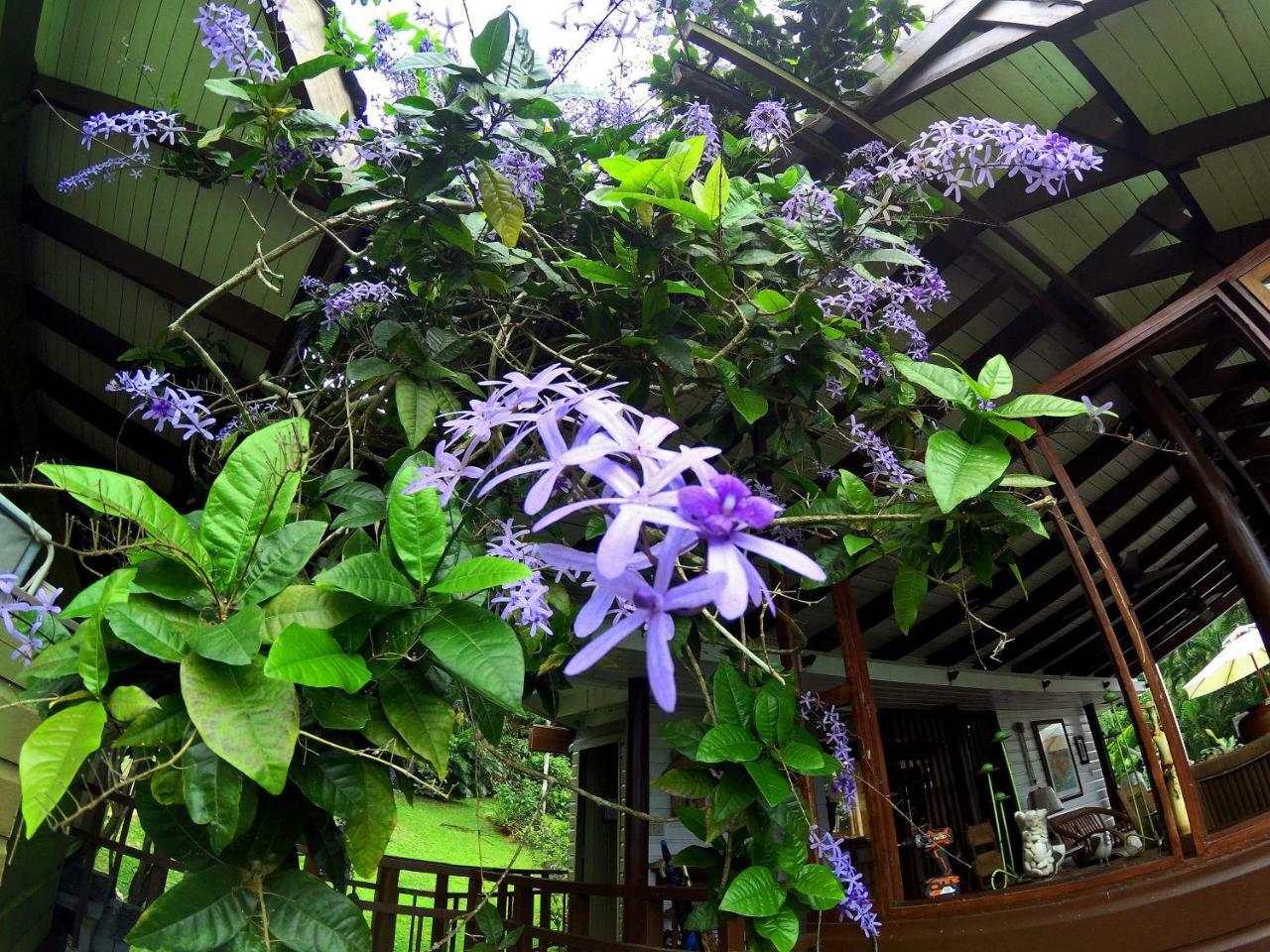 Casa Tugwell, A Mystic Chalet Inside El Yunque Rainforest Holiday home